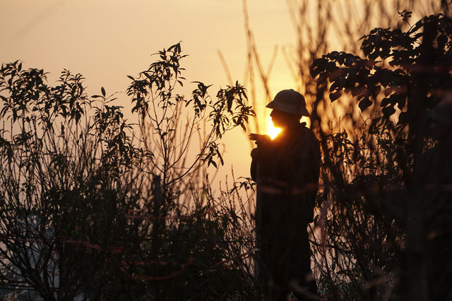 Hoa đào Tết Nhật Tân nở sớm